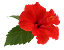 Hibiscus Caribbean Elderly Association logo