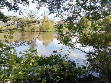Mill Pond, Loxley