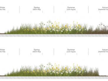 Meadow Section