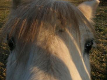 A Pony in Hucknall